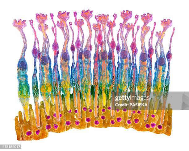 eye retina - optic nerve stock illustrations