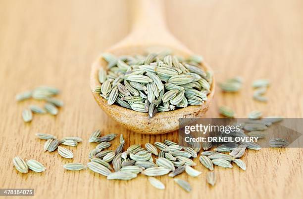 fennel seeds - fennel seeds stock pictures, royalty-free photos & images