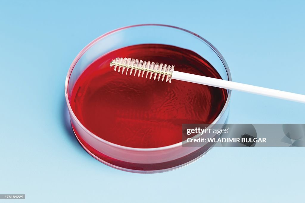 Petri dish and cell sampling brush