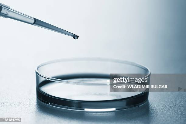 petri dish and pipette - petri dish stock pictures, royalty-free photos & images