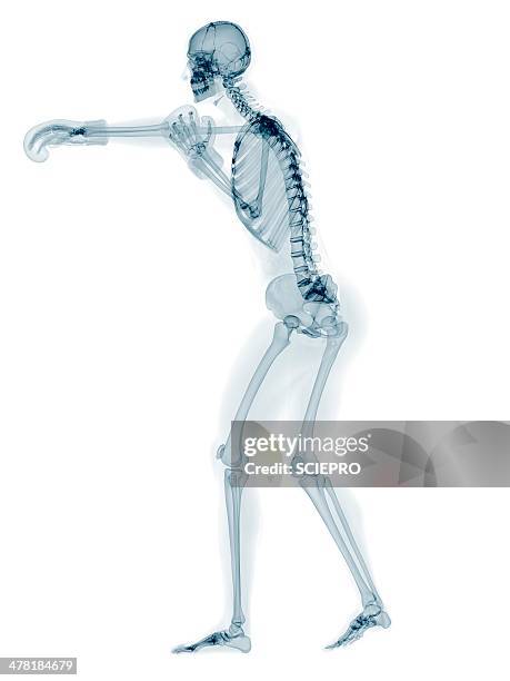 Boxer Skeleton See Through Boxers Photos and Premium High Res Pictures - Getty Images