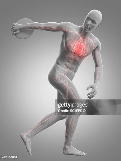 male cardiovascular system, artwork - discus stock illustrations