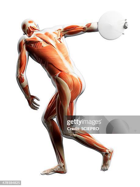 ilustraciones, imágenes clip art, dibujos animados e iconos de stock de male musculature, artwork - discus