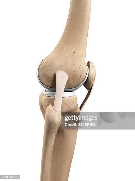 knee anatomy, artwork - tendon stock illustrations