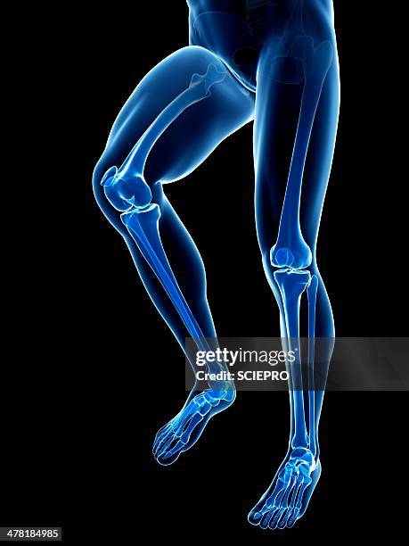 leg anatomy, artwork - femur stock illustrations