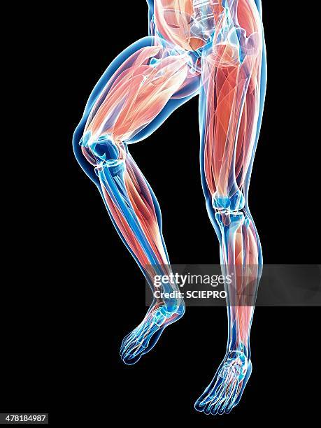 leg anatomy, artwork - menschliches bein stock-grafiken, -clipart, -cartoons und -symbole