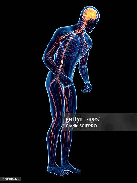 ilustrações de stock, clip art, desenhos animados e ícones de parkinson's disease, conceptual artwork - brain stem