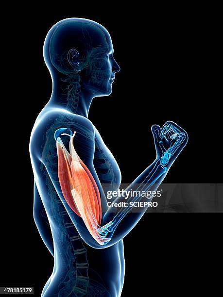 biceps muscle, artwork - bicep stock illustrations