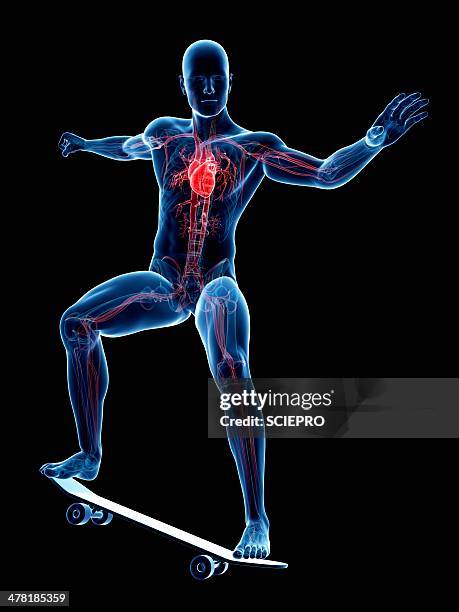 male cardiovascular system, artwork - skateboard stock illustrations