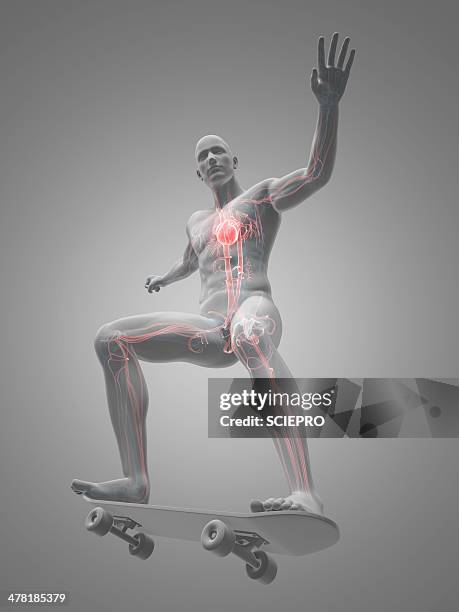 male cardiovascular system, artwork - skateboard stock illustrations