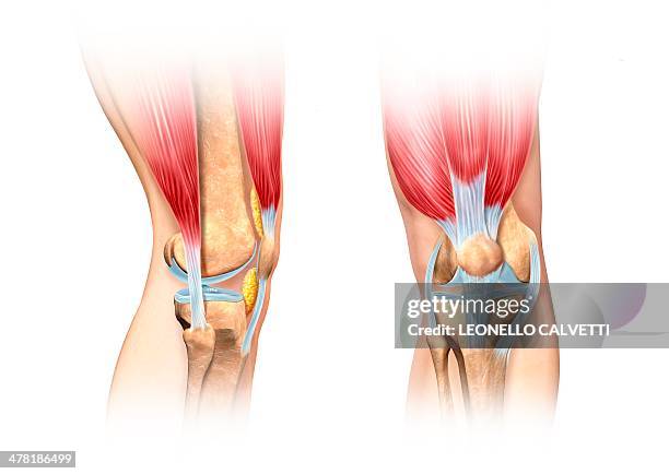 knee anatomy, artwork - bein anatomiebegriff stock-grafiken, -clipart, -cartoons und -symbole