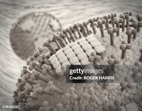 Flu virus particles, artwork Flu virus particles, artwork