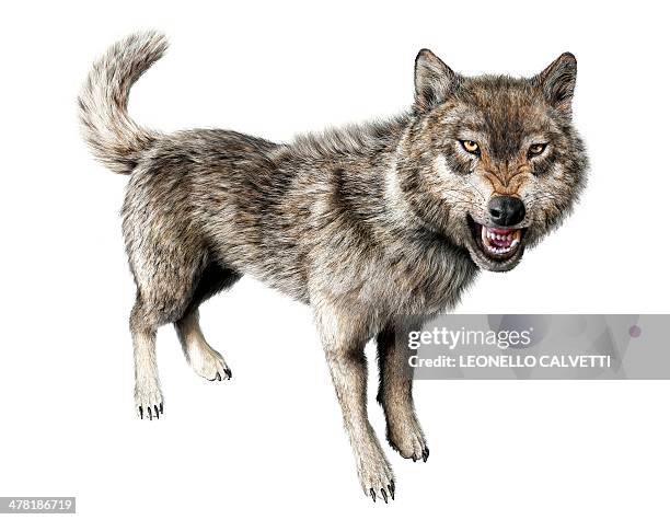 stockillustraties, clipart, cartoons en iconen met wolf, artwork - driekwartlengte