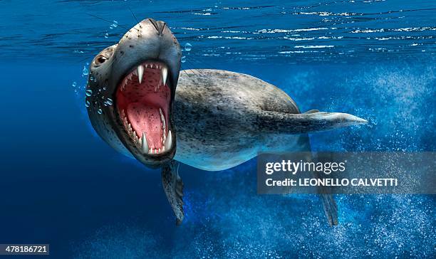 leopard seal, artwork - ヒョウアザラシ点のイラスト素材／クリップアート素材／マンガ素材／アイコン素材