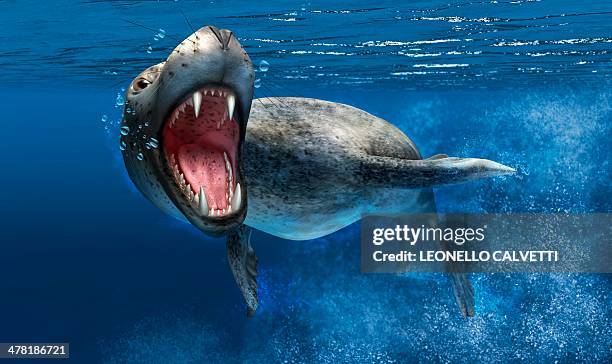 leopard seal, artwork - leopard seal underwater stock illustrations