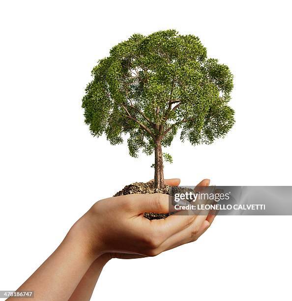 Tree Hand Work 286 Hand Holding Tree White Background High Res Illustrations - Getty ...