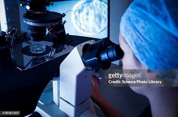 ivf treatment - human sperm and ovum stock pictures, royalty-free photos & images