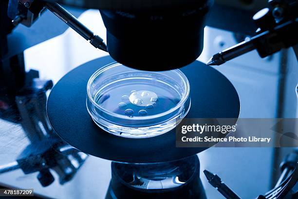 ivf treatment - human egg stock pictures, royalty-free photos & images