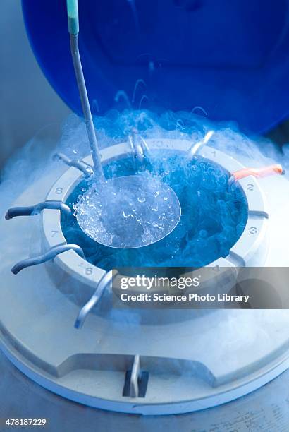 egg storage for ivf - human egg stock pictures, royalty-free photos & images