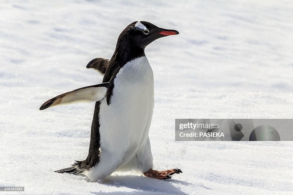 Gentoo penguin running