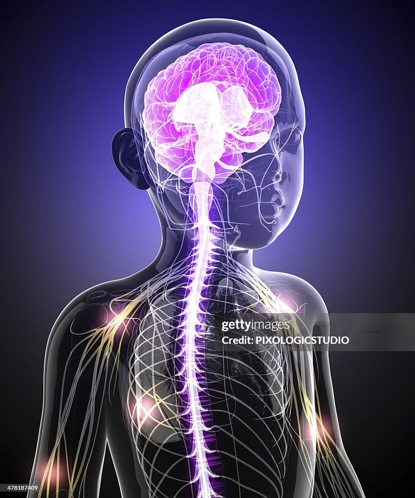 Child's central nervous system, artwork
