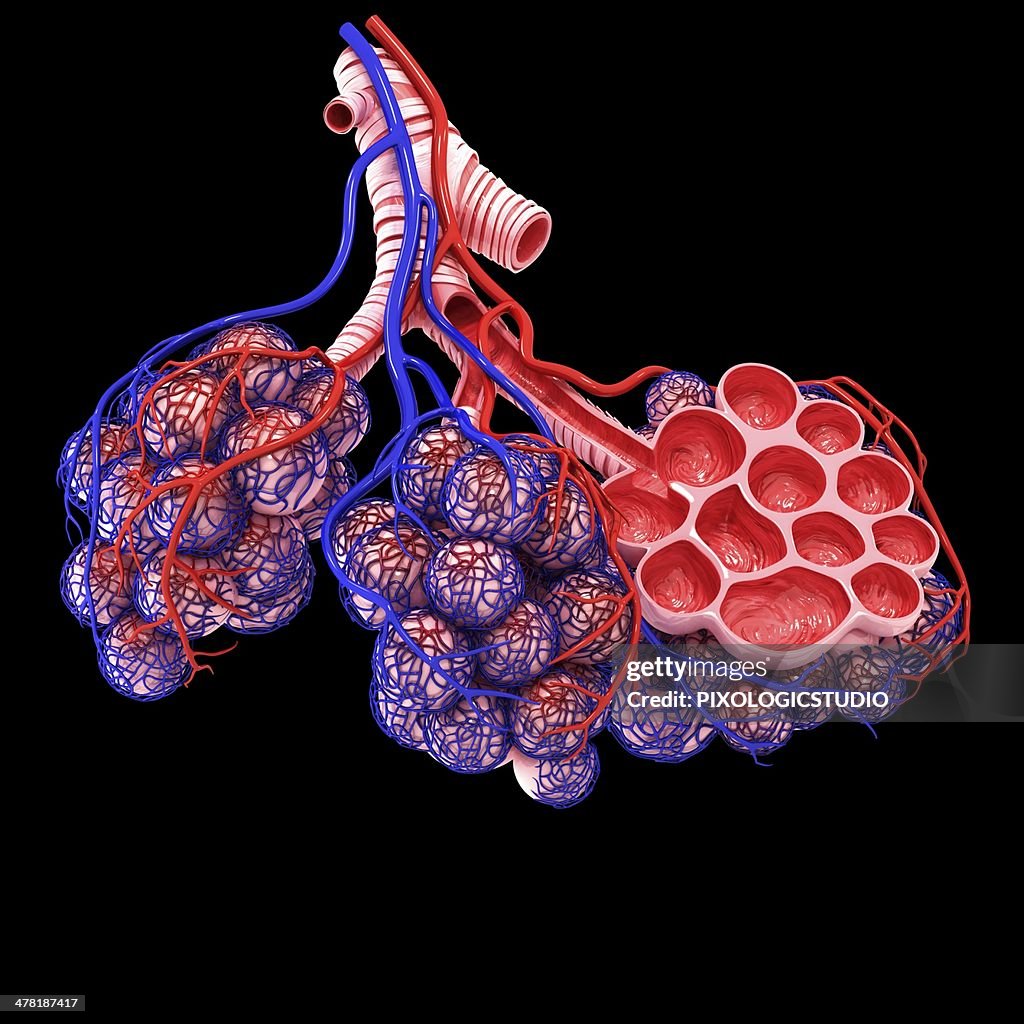 Human alveoli, artwork