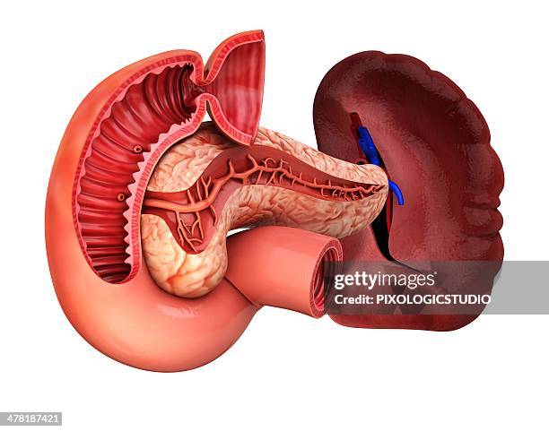 ilustrações de stock, clip art, desenhos animados e ícones de human pancreas, artwork - duodeno