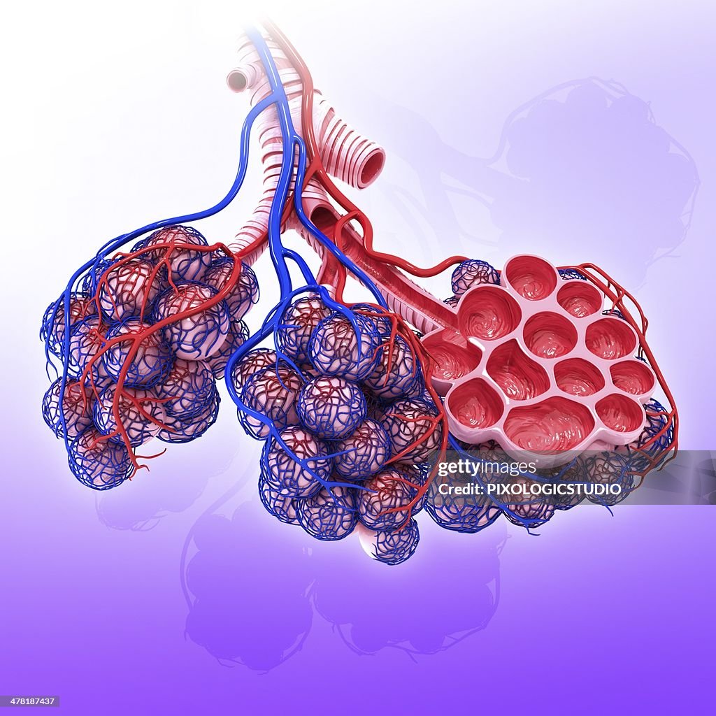 Human alveoli, artwork