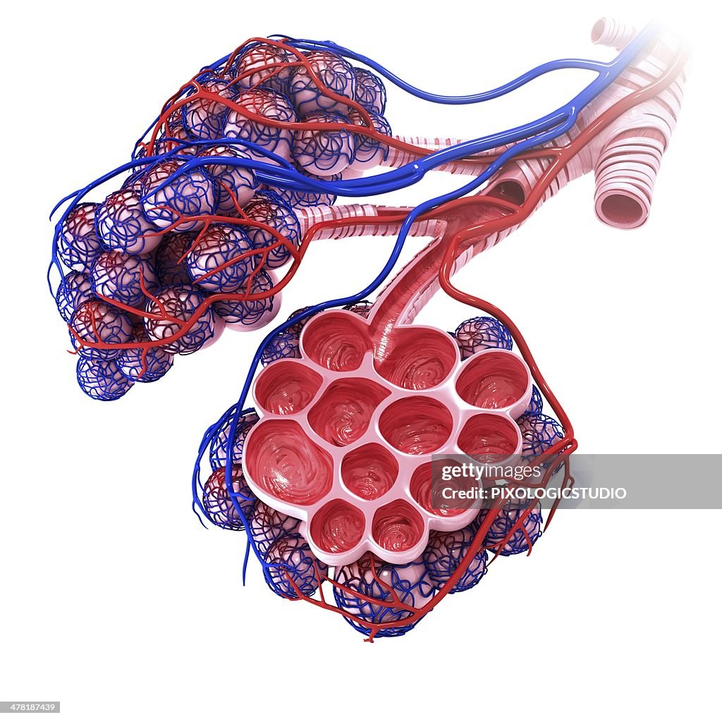 Human alveoli, artwork