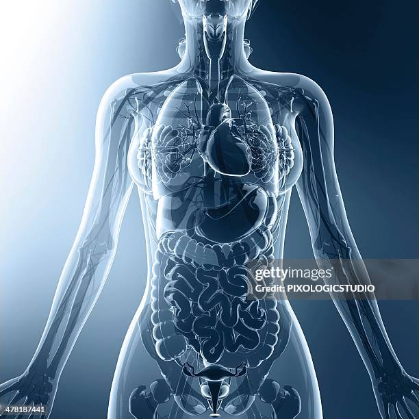 female anatomy, artwork - human small intestine stock illustrations