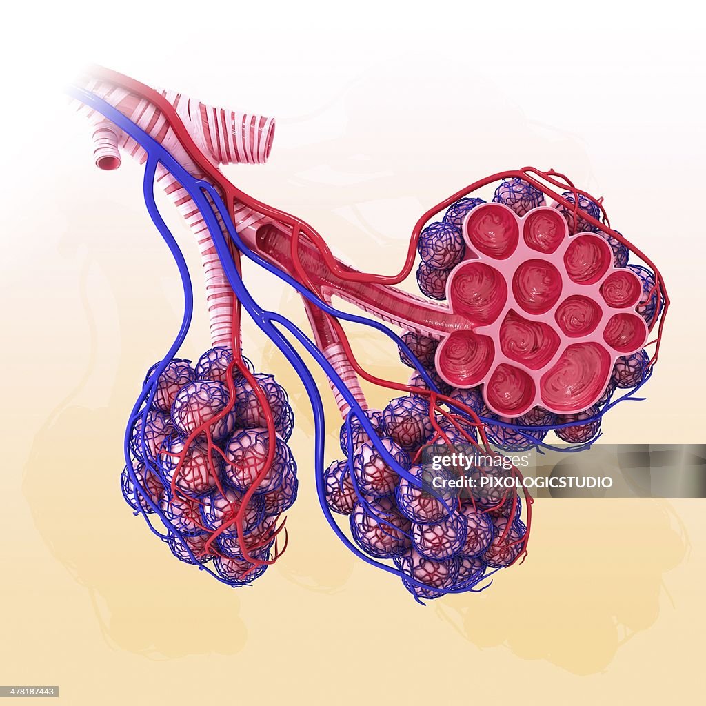 Human alveoli, artwork