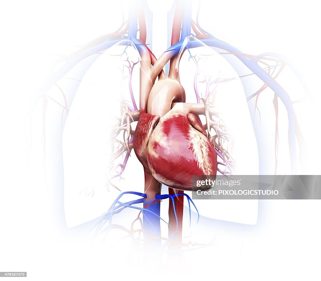 Human cardiovascular system, artwork