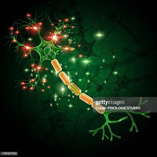 nerve cell, artwork - synapsenendknöpfchen stock-grafiken, -clipart, -cartoons und -symbole