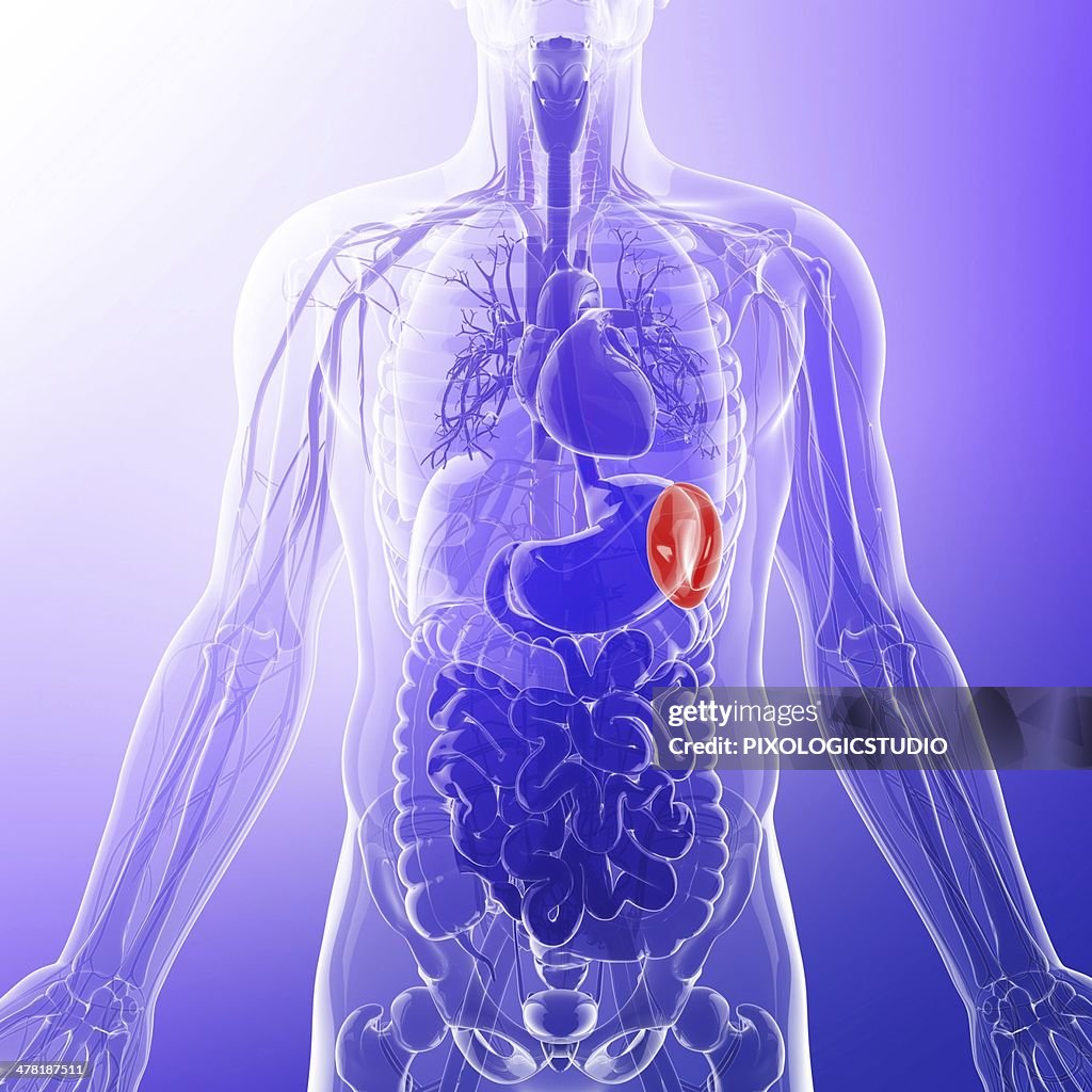 Human spleen, artwork