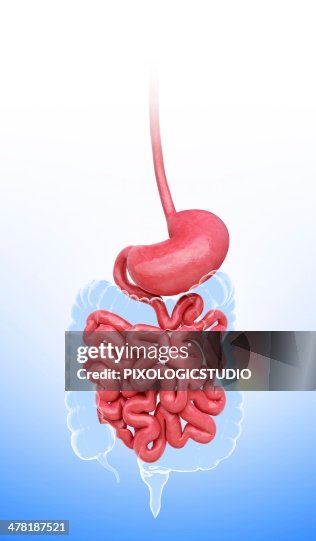 Human digestive system, artwork Human digestive system, artwork