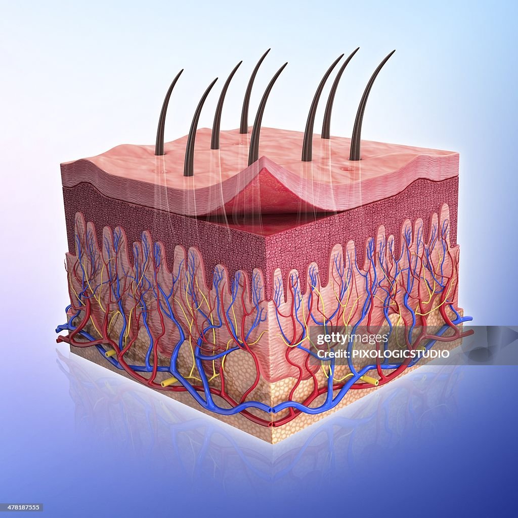 Skin Vector Image Human Skin Artwork High-Res Vector Graphic - Getty Images