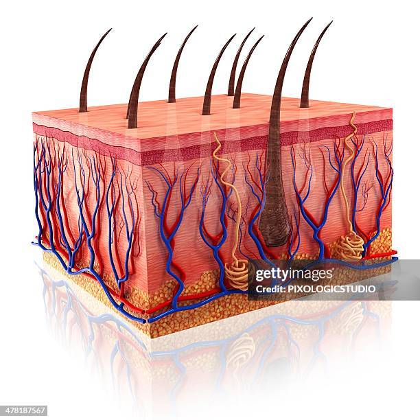 human skin, artwork - skin layers cross section stock illustrations