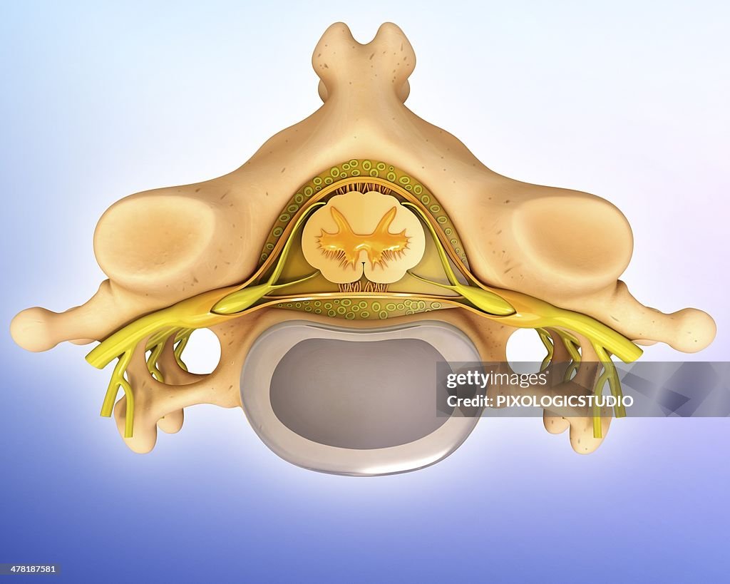 Human vertebra, artwork