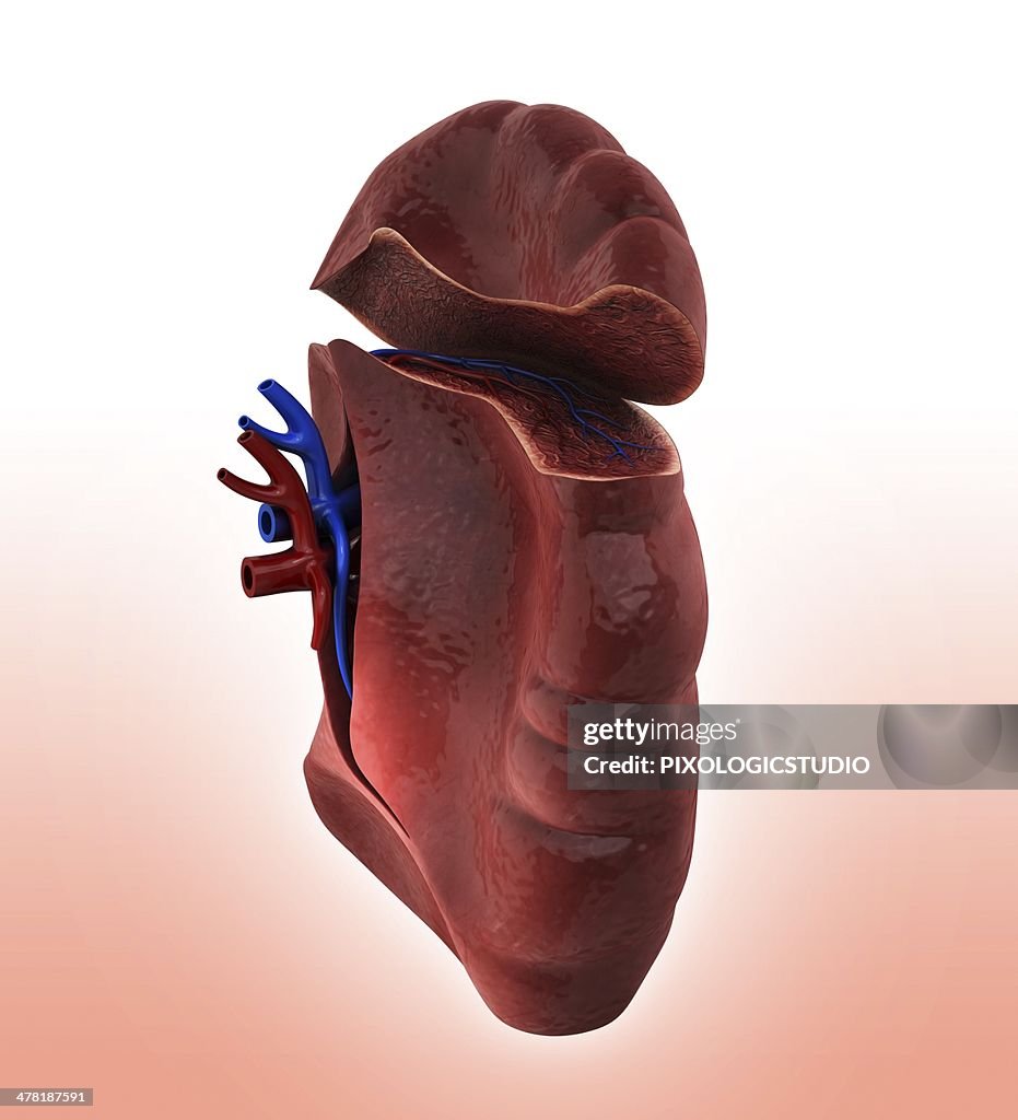 Human spleen, artwork