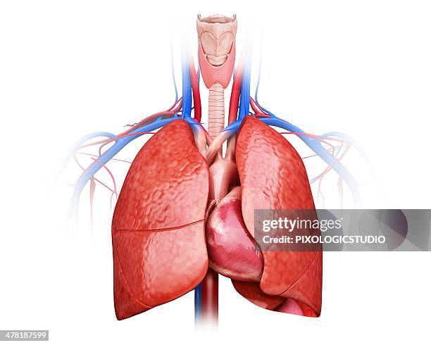 human heart and lungs, artwork - 3d lung stock illustrations