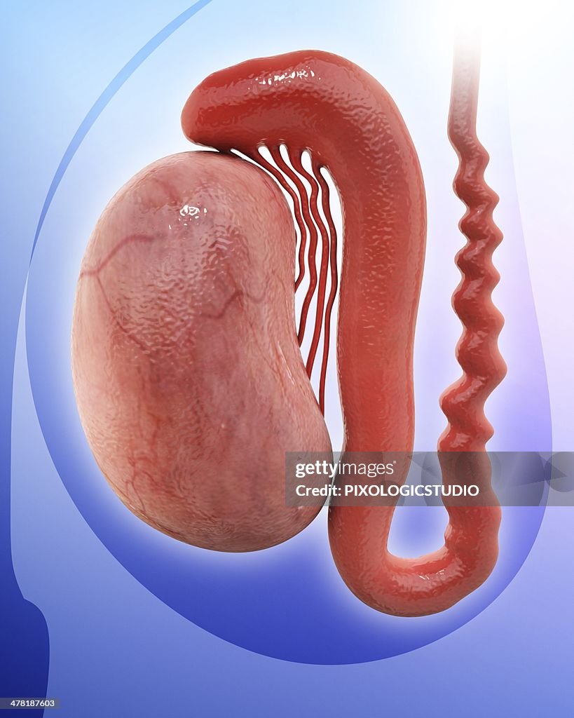 Human testicle, artwork