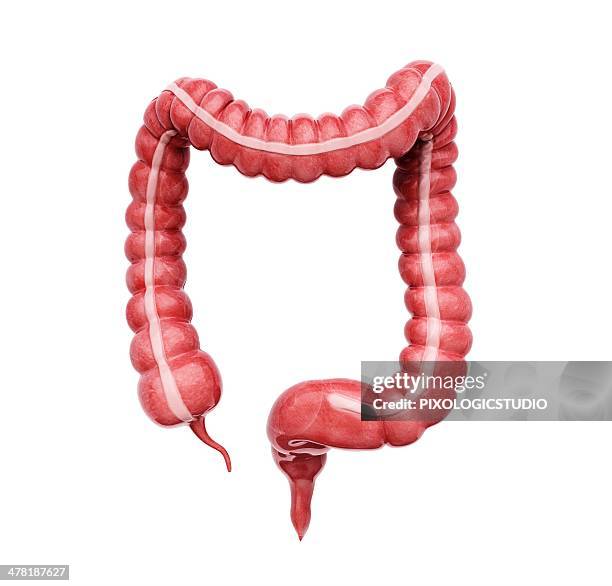large intestine, artwork - appendix vermiformis stock-grafiken, -clipart, -cartoons und -symbole