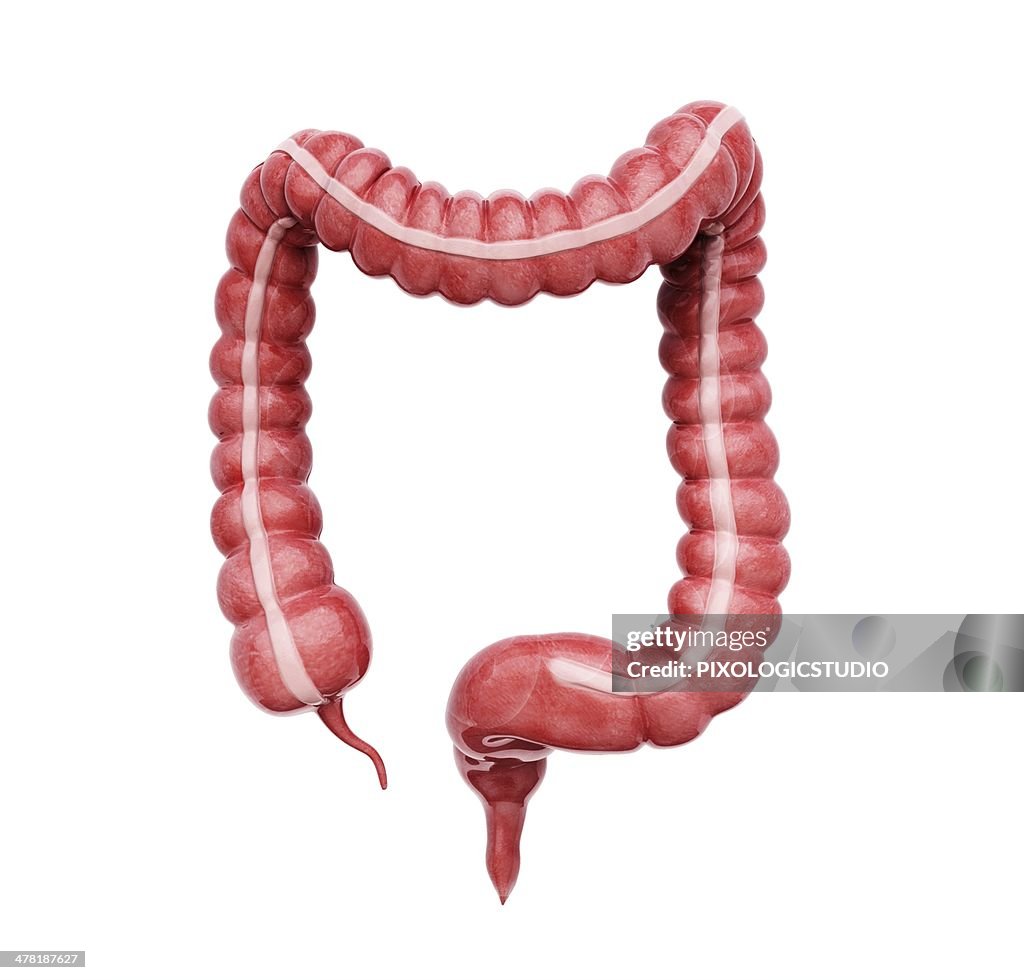 Large Intestine Example Large Intestine Artwork High-Res Vector Graphic - Getty Images