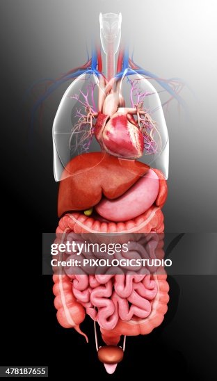 Human internal organs, artwork Human internal organs, artwork