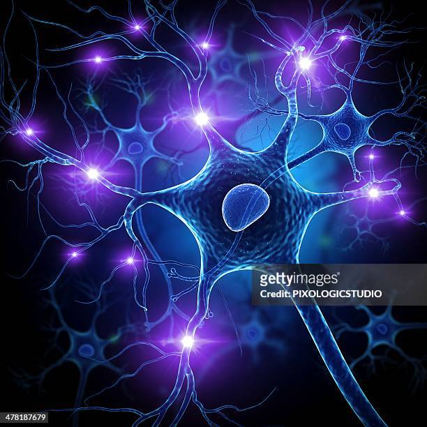 nerve cell, artwork - dendrite stock illustrations