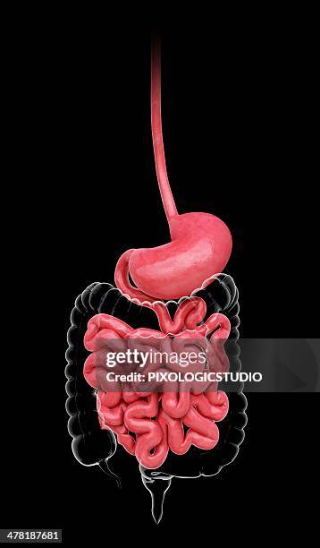 ilustrações de stock, clip art, desenhos animados e ícones de human stomach, artwork - intestino delgado humano