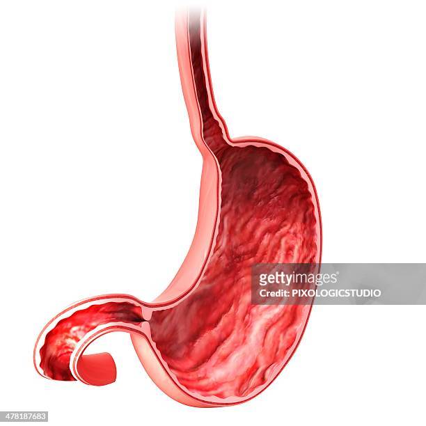 human stomach, artwork - biomedical illustration stock illustrations