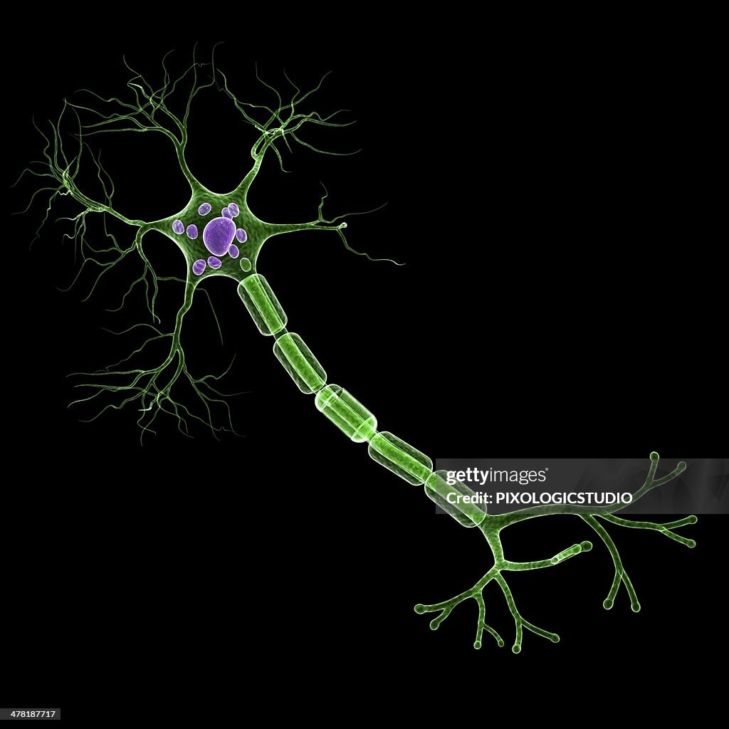 Nerve cell, artwork