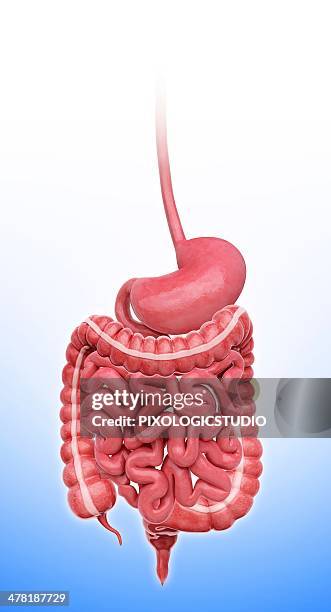 human stomach, artwork - appendix stock illustrations