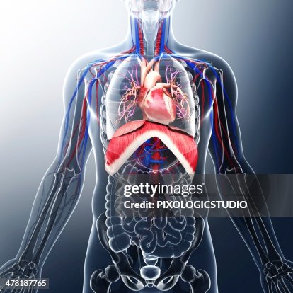 Human cardiovascular system, artwork Human cardiovascular system, artwork